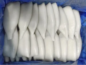 Frozen Squid Tube bulk quantity supply in UAE