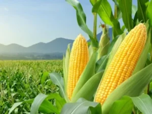 Frozen Corn on the Cob Indian origin product supplier in the UAE