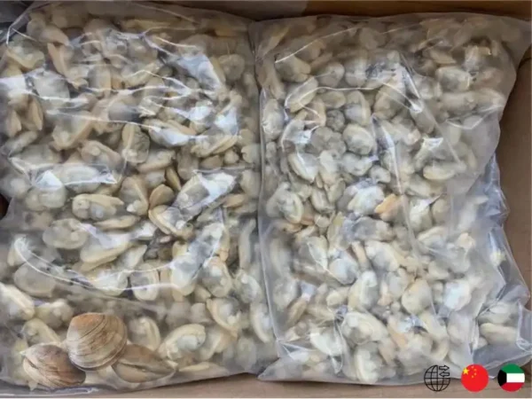 Frozen Chinees Clams meat importers in GCC countires