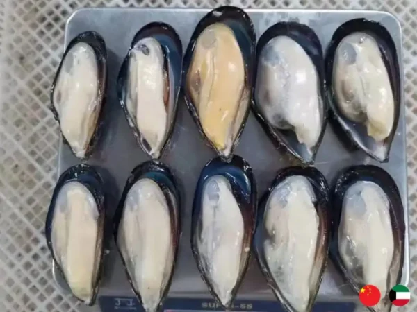 Frozen Chinees Half shell Mussels suppliers in UAE