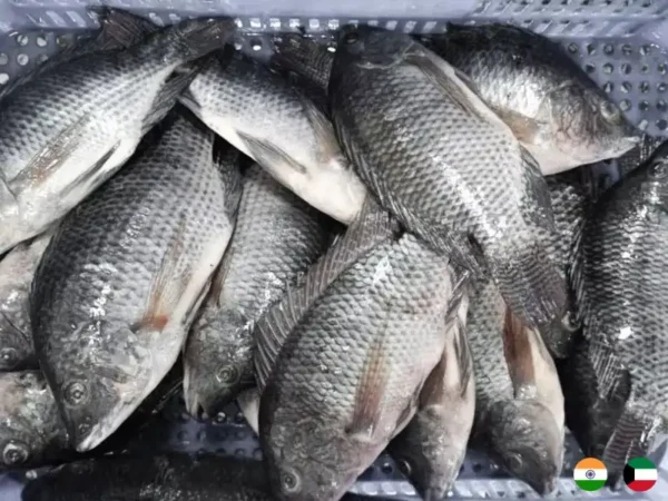 Frozen Indian Tilapia fish 4/6 suppliers in UAE