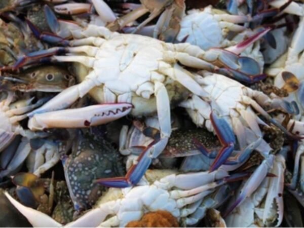 Frozen Whole Crab suppliers in UAE