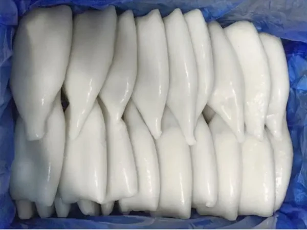 Frozen Chinese Squid Tube Importers in GCC