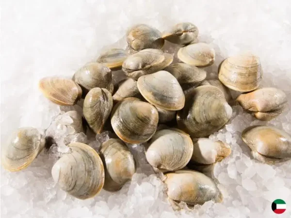 Clams Suppliers