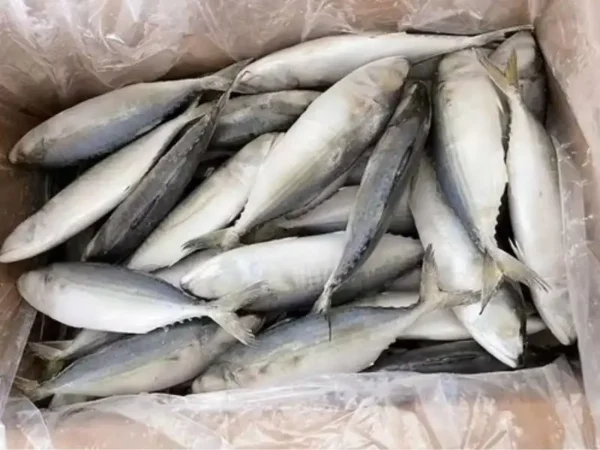 Frozen Indian Mackerel Fish suppliers in UAE Dubai Abu Dhabi