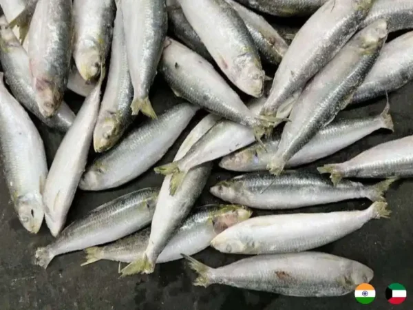 Frozen Indian Sardine Fish suppliers in UAE Dubai Abu Dhabi