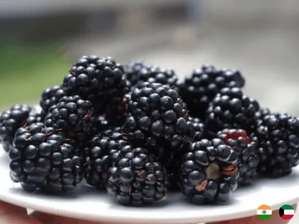 Frozen Black Berry suppliers in UAE