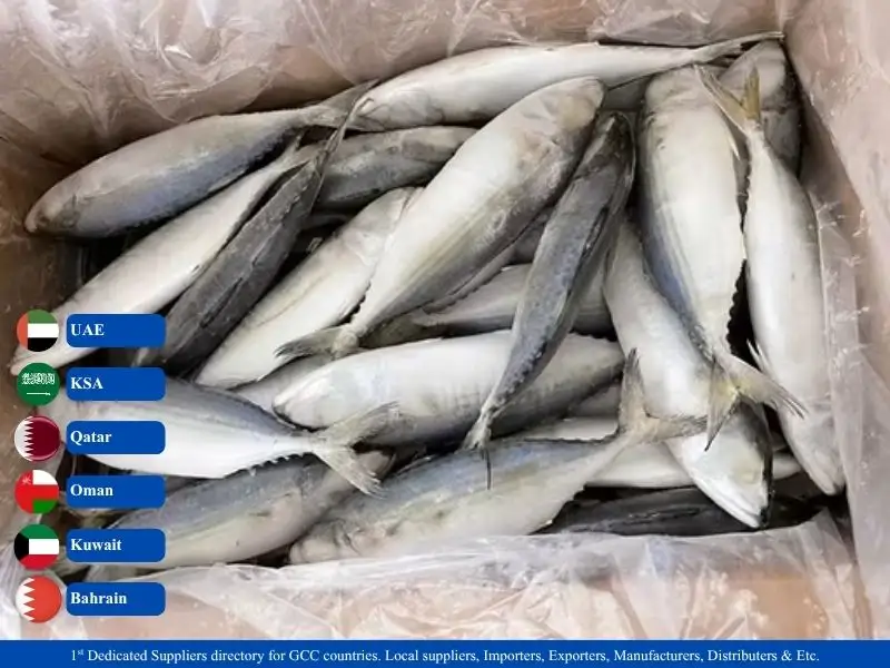 Frozen Indian Mackerel Fish suppliers in GCC