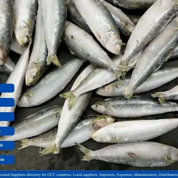 Frozen Indian Sardine Fish suppliers in GCC