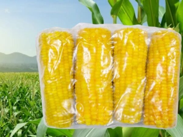 Frozen Indian Corn on the cob suppliers in UAE