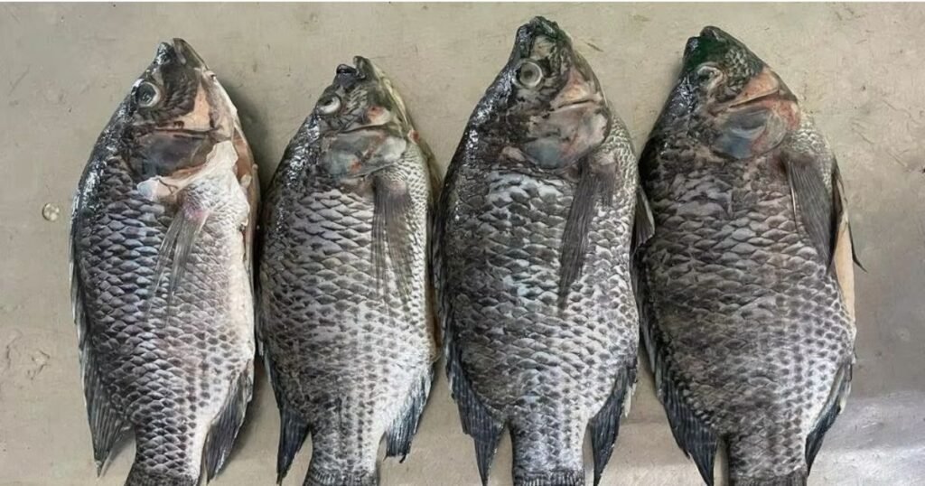 Frozen Tilapia Fish Suppliers