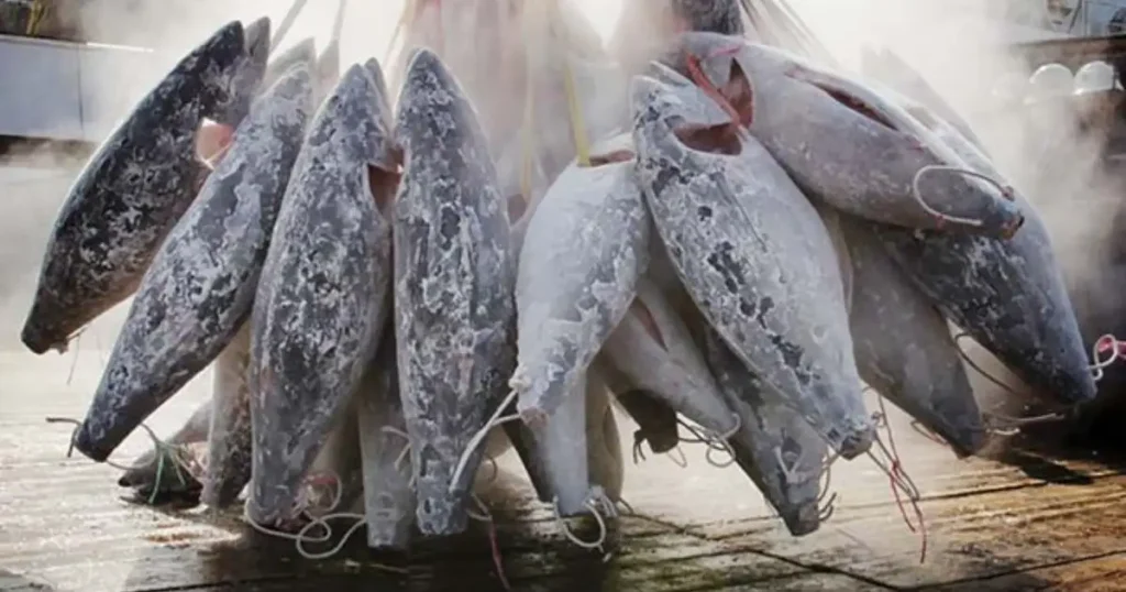 Frozen Tuna Fish Suppliers